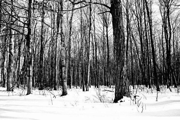 Snowy Woods Black And White by Deb Oppermann
